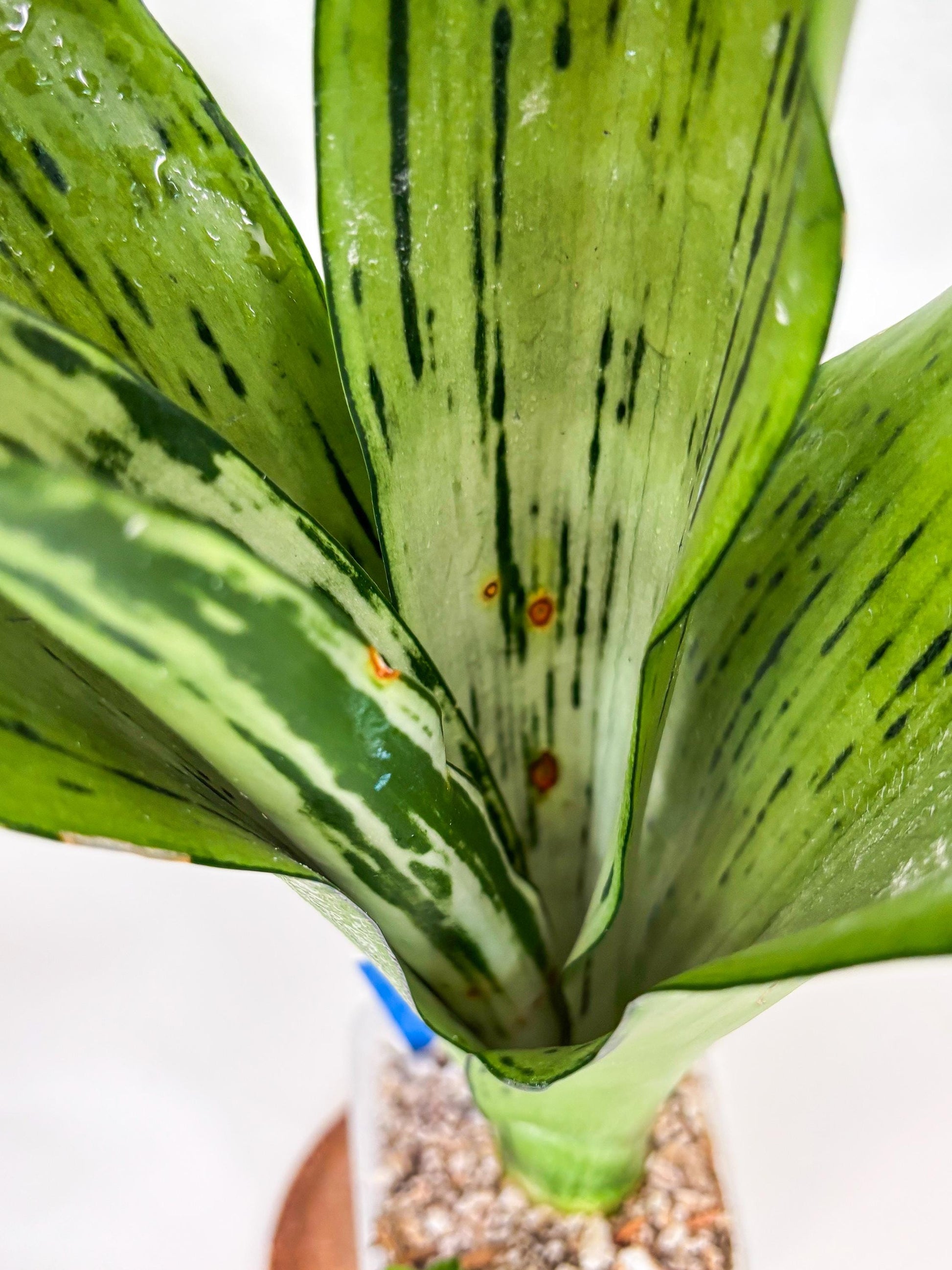 Sansevieria Brazilian Moonshine (B) | Small Damage