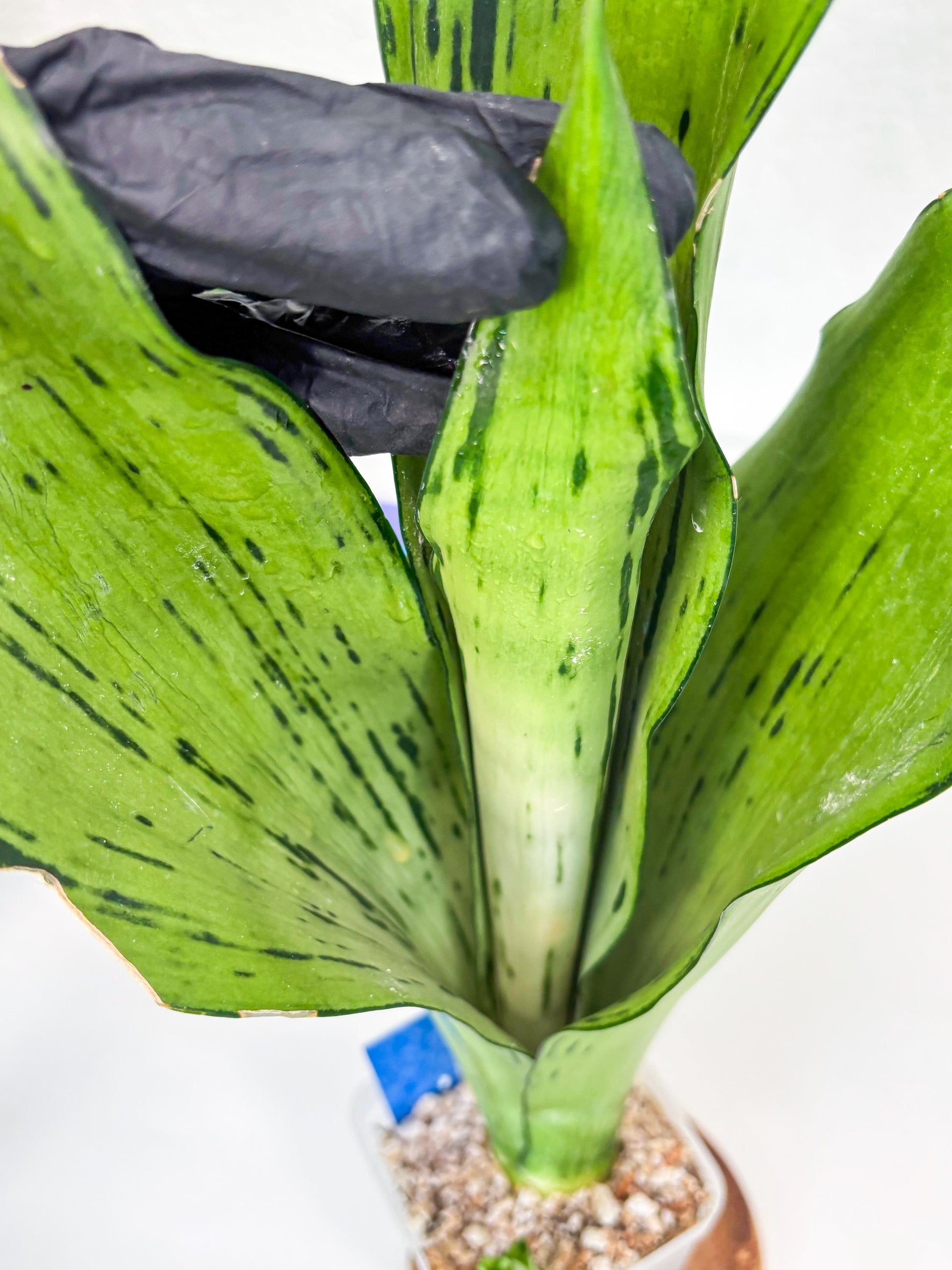 Sansevieria Brazilian Moonshine (B) | Small Damage