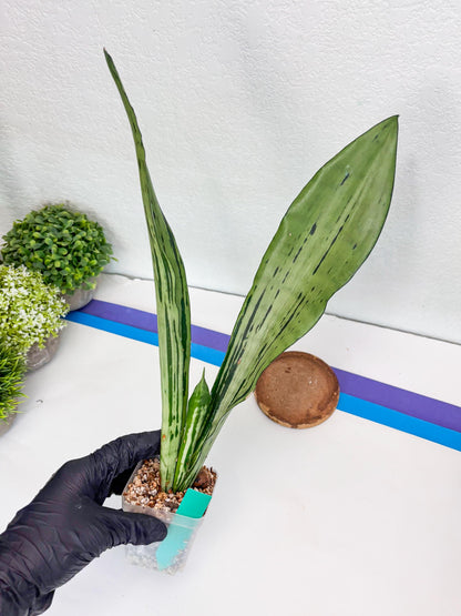 Sansevieria Brazilian Moonshine (G) | Small Damage