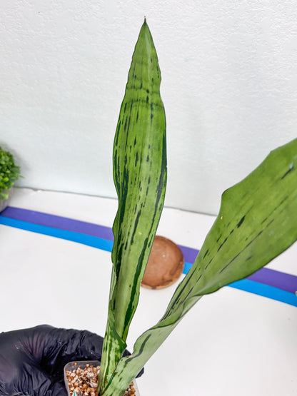 Sansevieria Brazilian Moonshine (G) | Small Damage