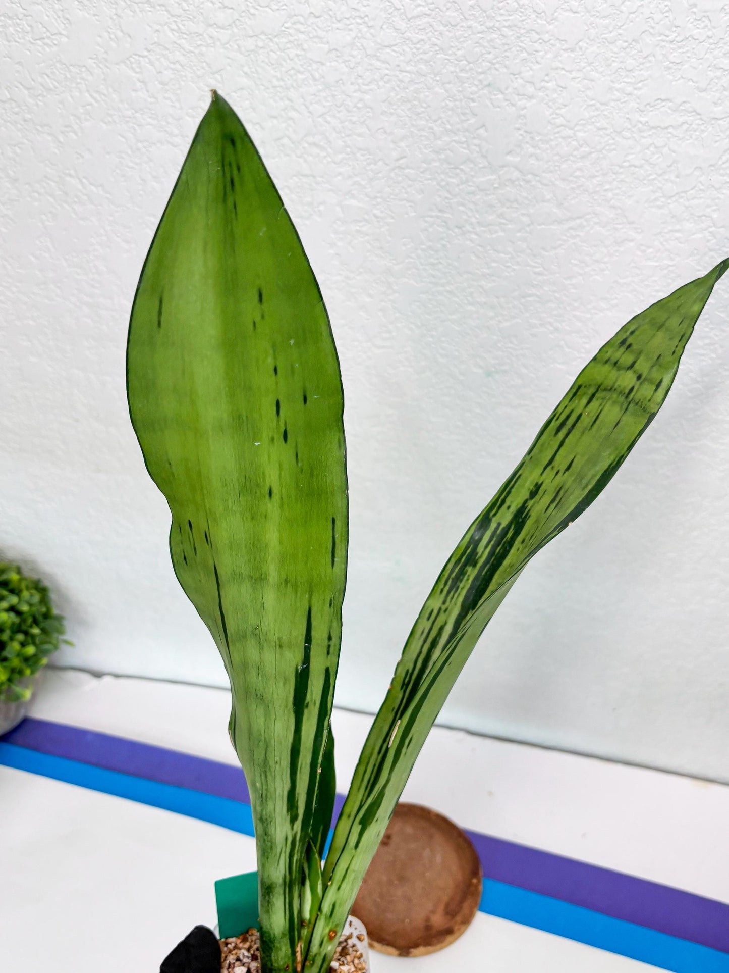 Sansevieria Brazilian Moonshine (G) | Small Damage