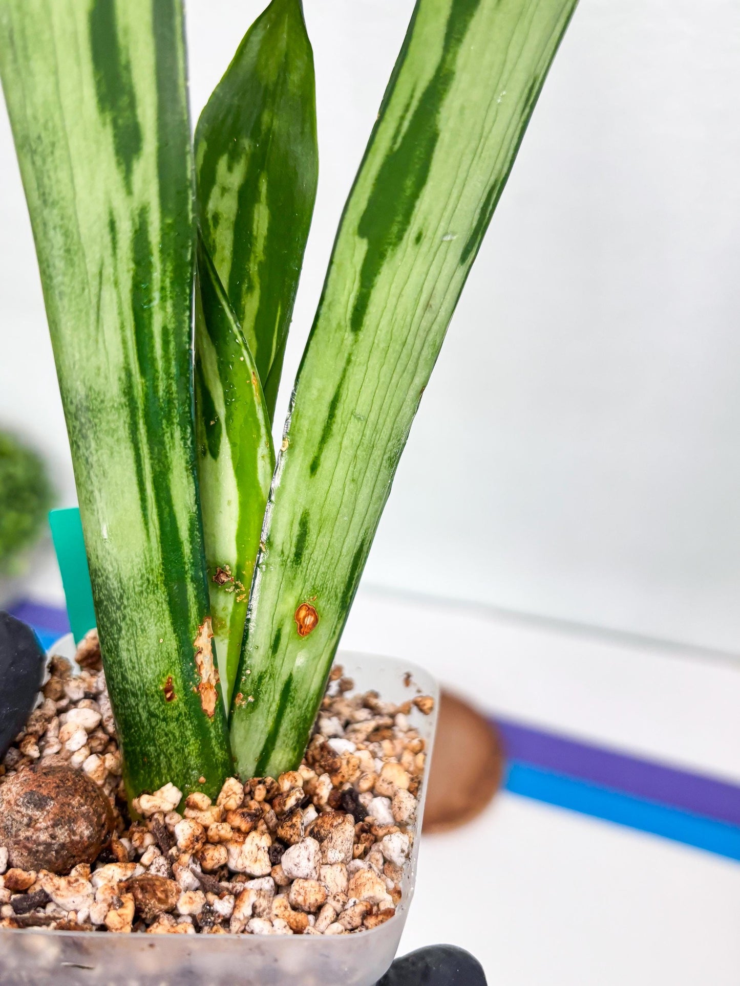 Sansevieria Brazilian Moonshine (G) | Small Damage