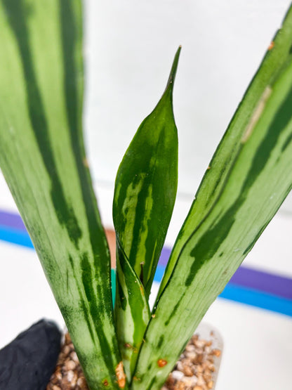 Sansevieria Brazilian Moonshine (G) | Small Damage