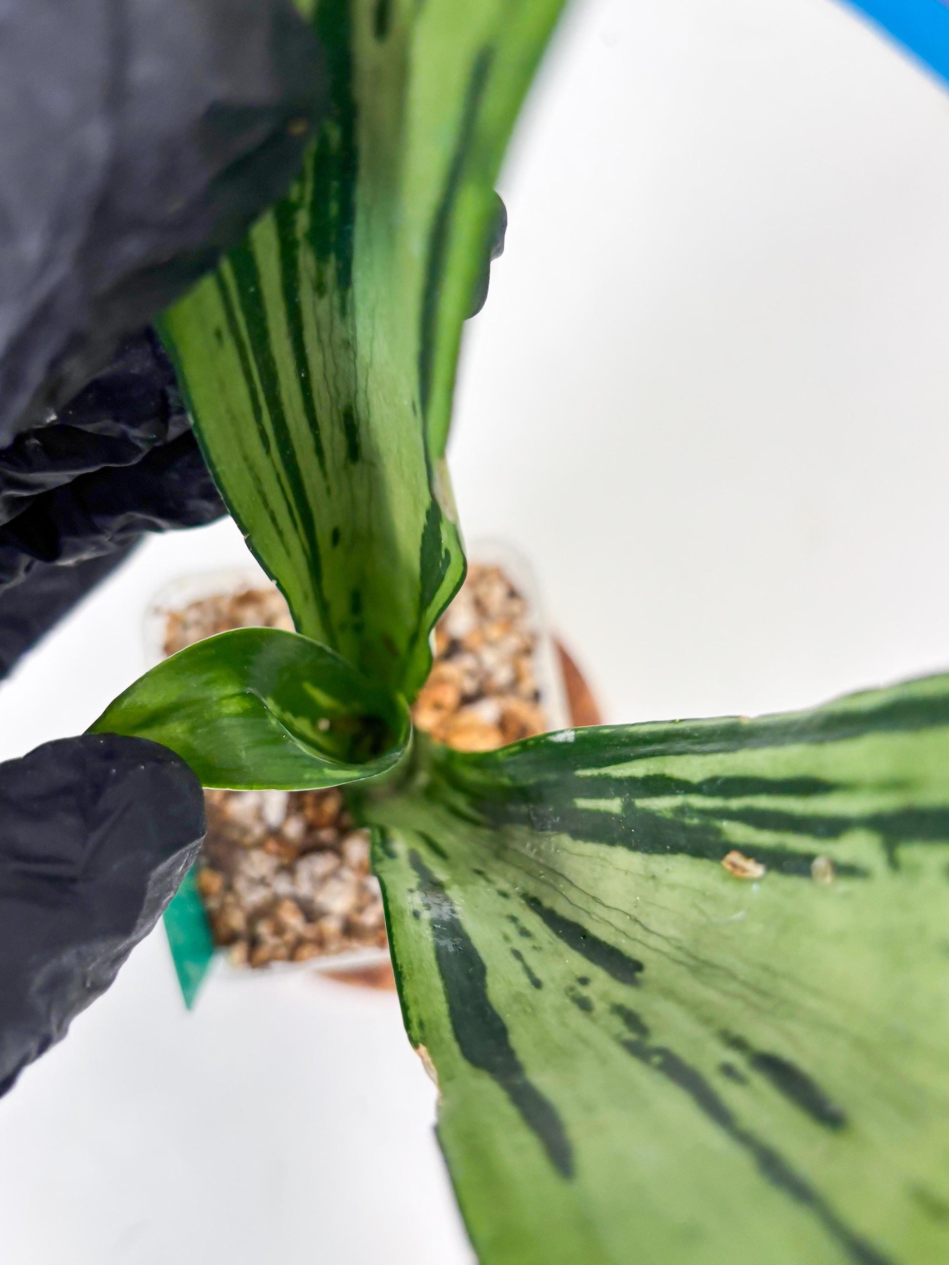 Sansevieria Brazilian Moonshine (G) | Small Damage