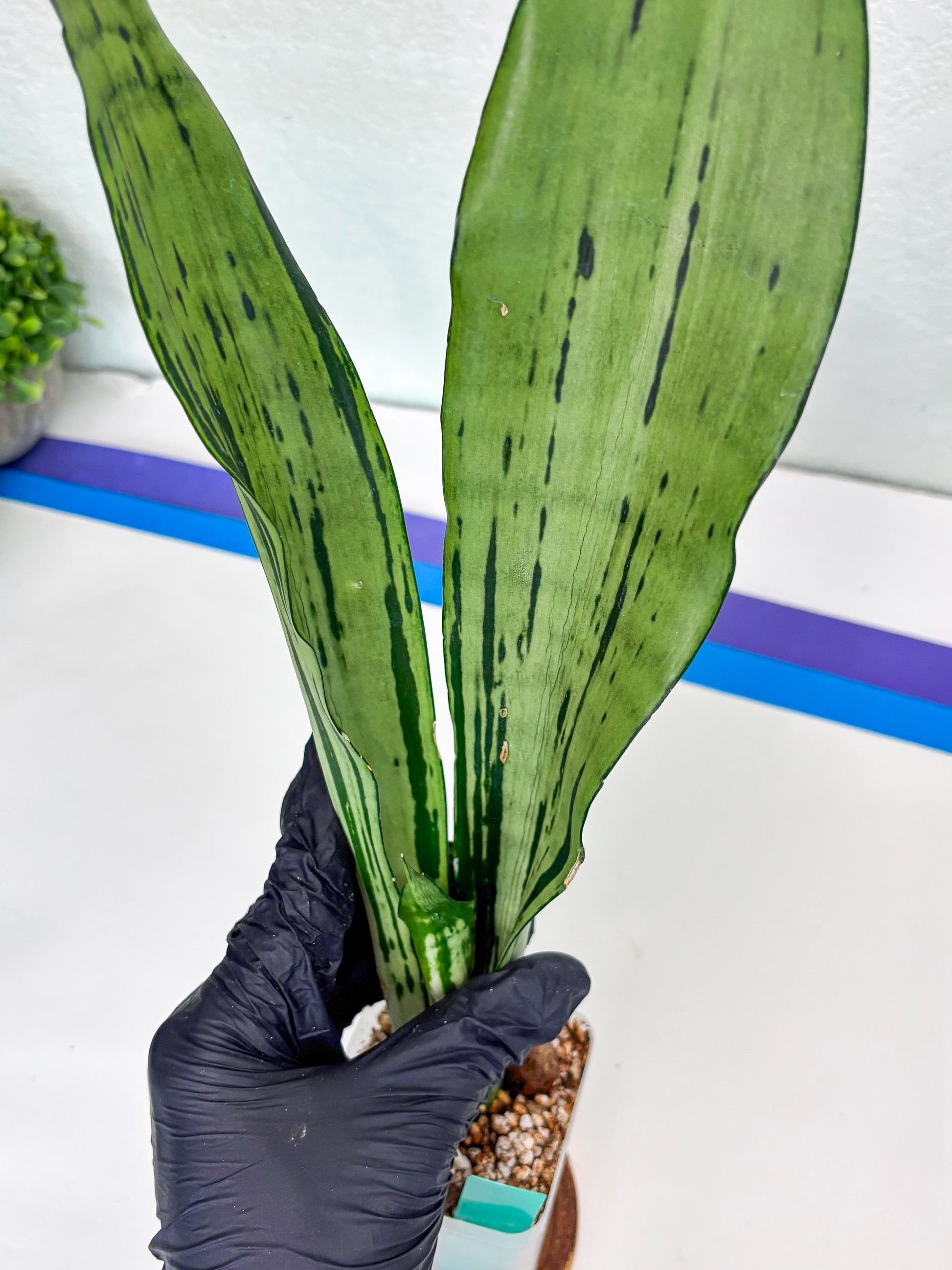 Sansevieria Brazilian Moonshine (G) | Small Damage