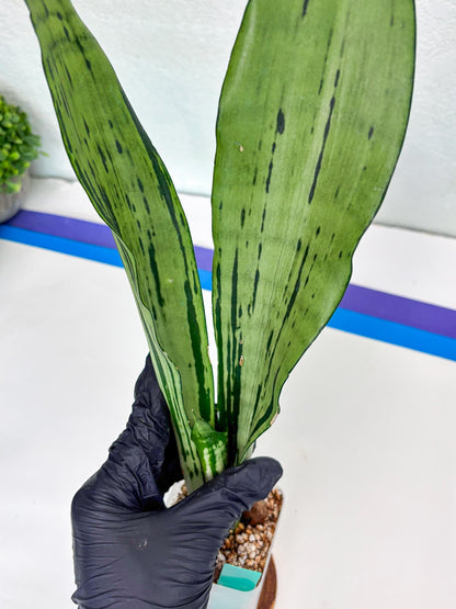 Sansevieria Brazilian Moonshine (G) | Small Damage