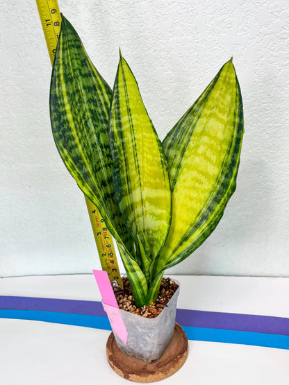 Sansevieria Futra Americano (Pink) | Imported