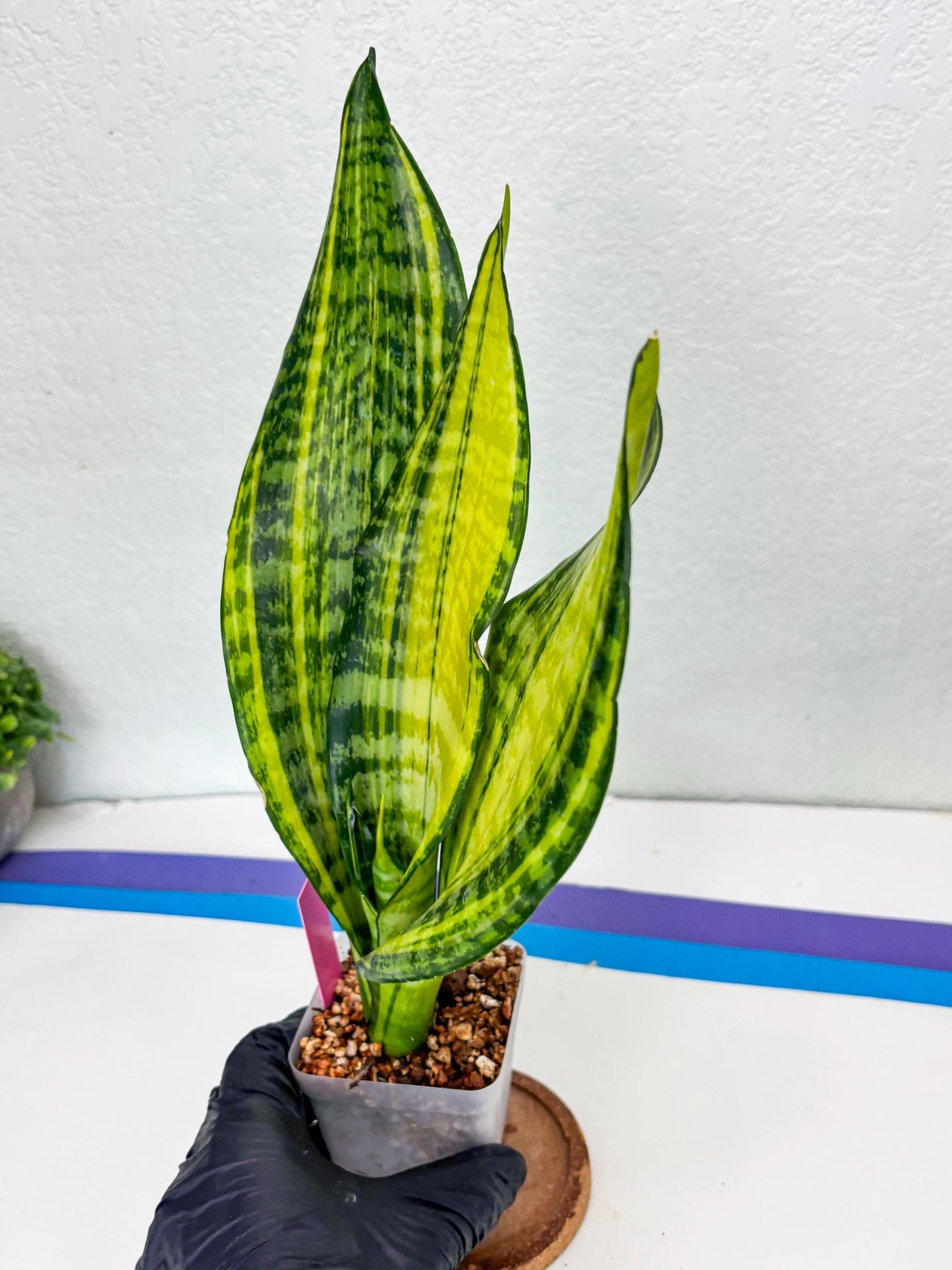 Sansevieria Futra Americano (Pink) | Imported