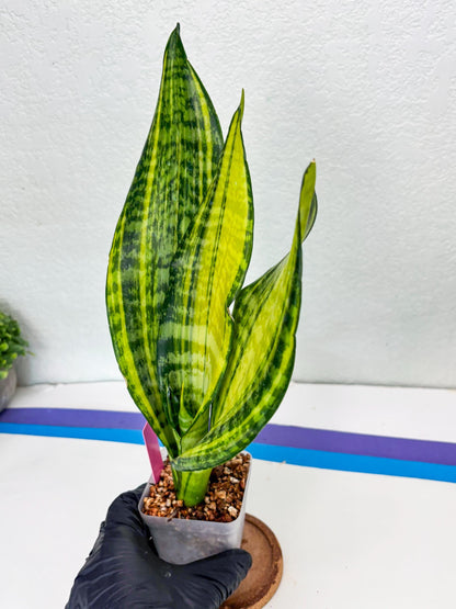 Sansevieria Futra Americano (Pink) | Imported