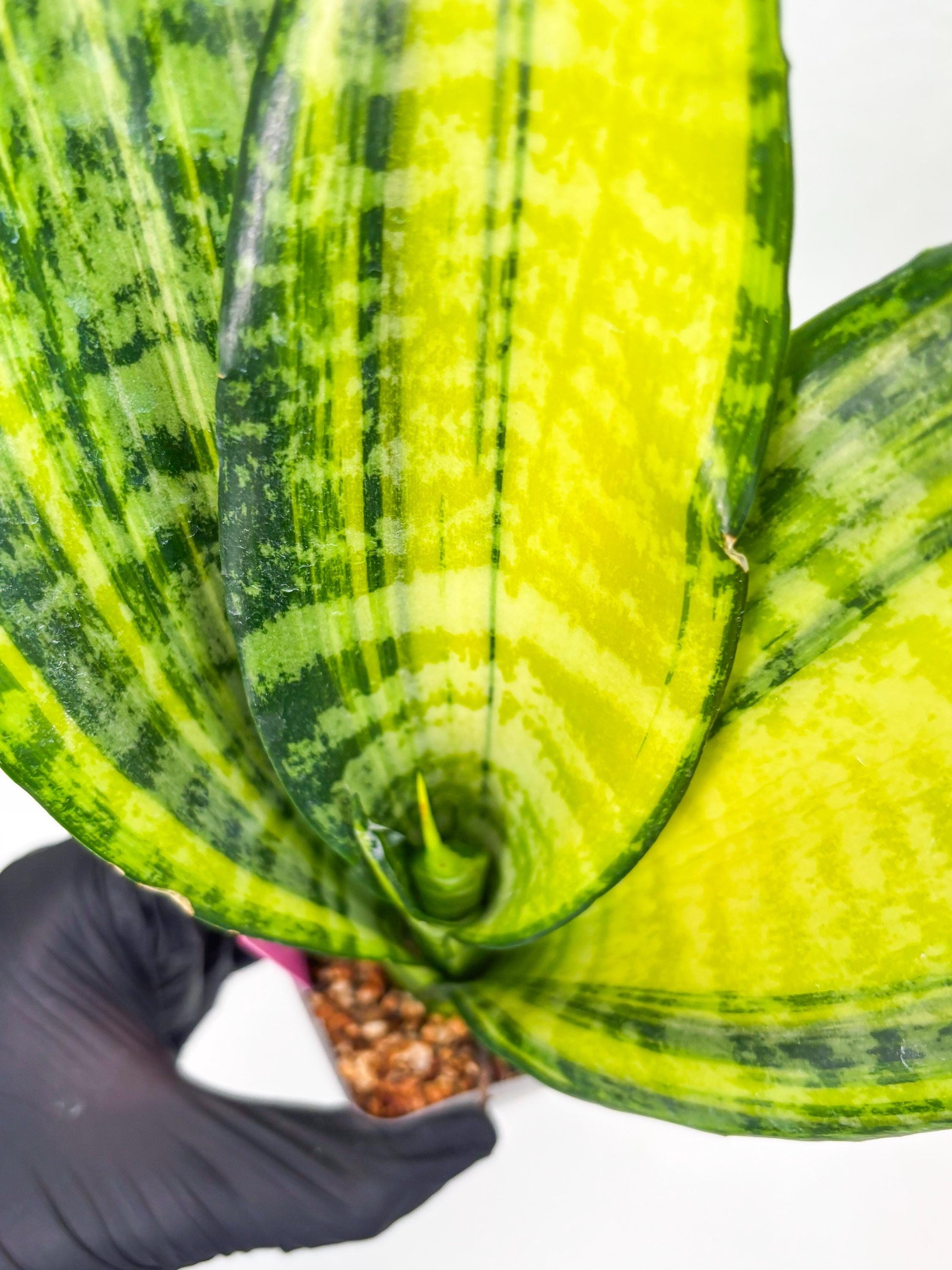 Sansevieria Futra Americano (Pink) | Imported