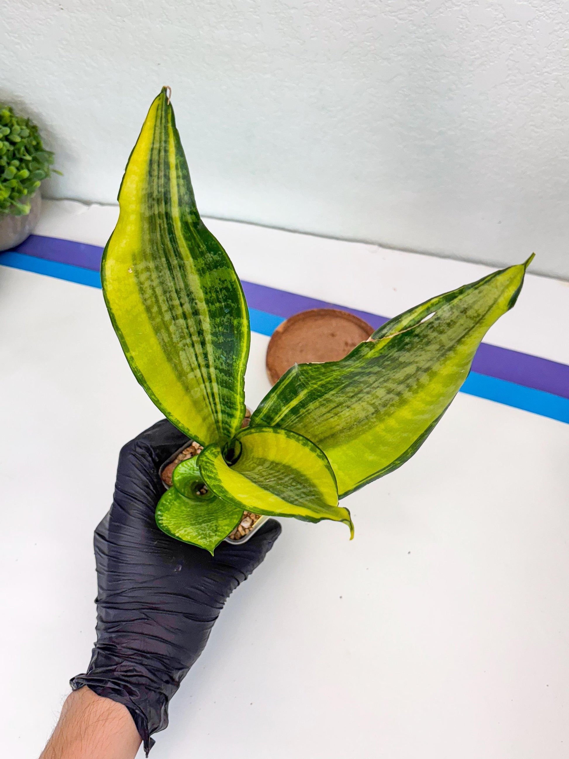 Sansevieria Futra Americano (Y) | Imported