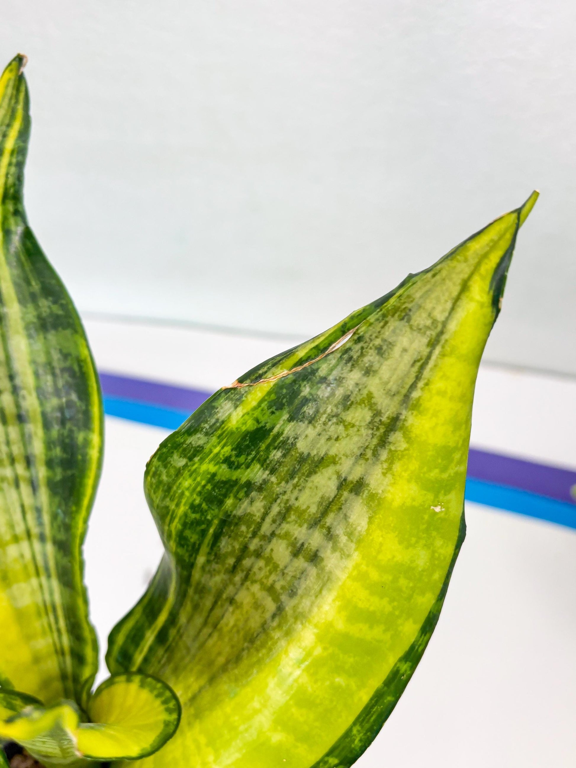 Sansevieria Futra Americano (Y) | Imported