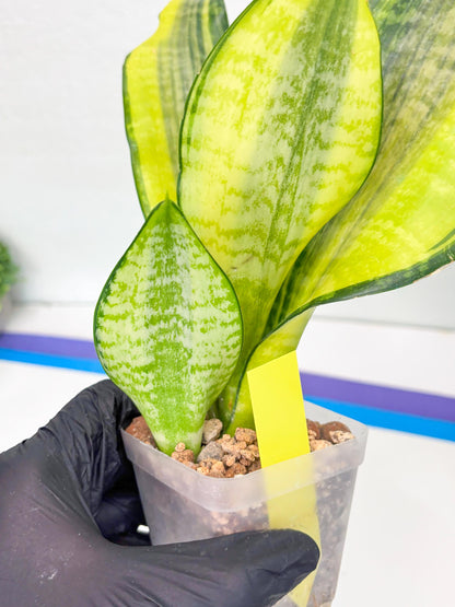 Sansevieria Futra Americano (Y) | Imported