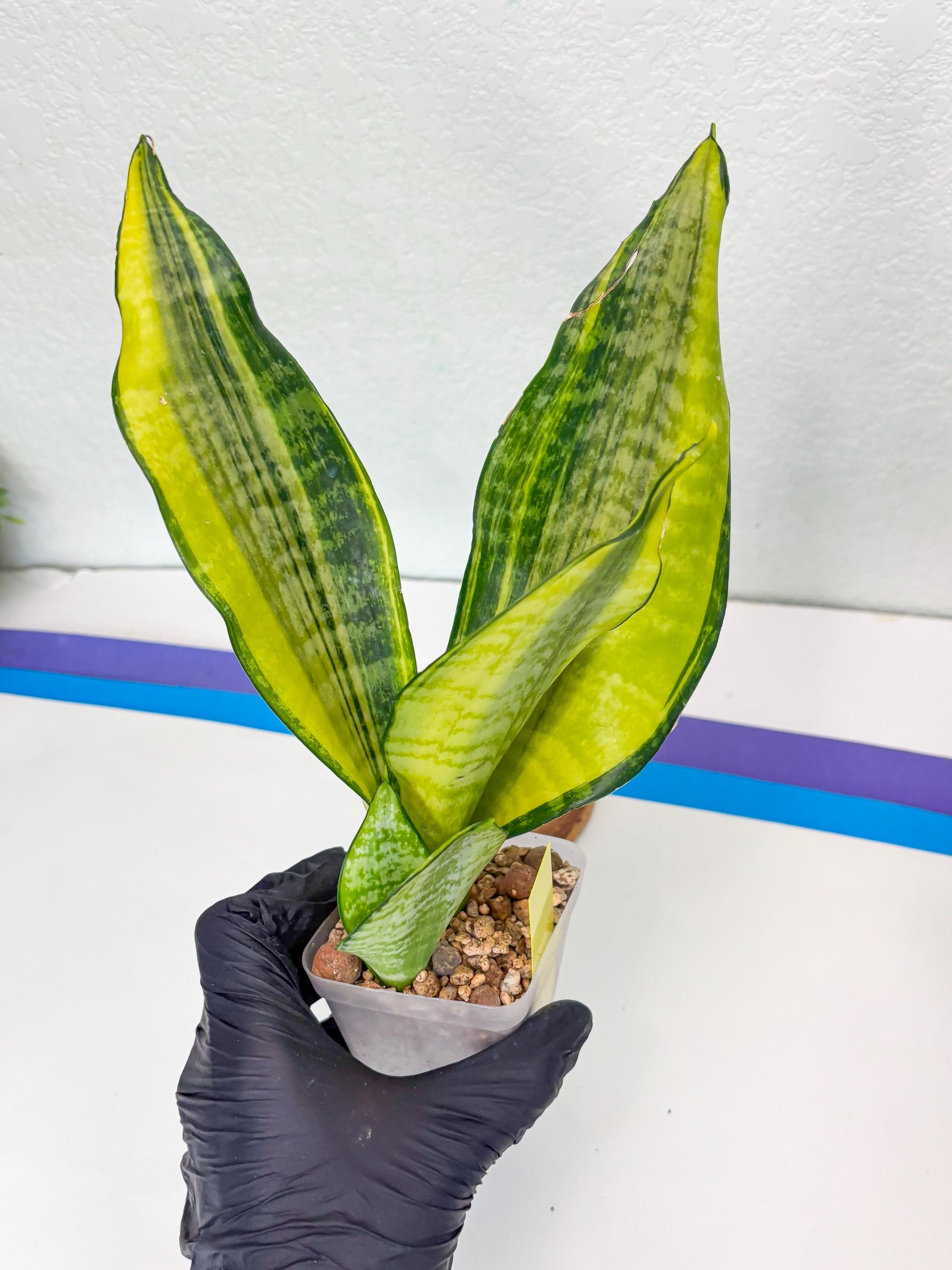 Sansevieria Futra Americano (Y) | Imported