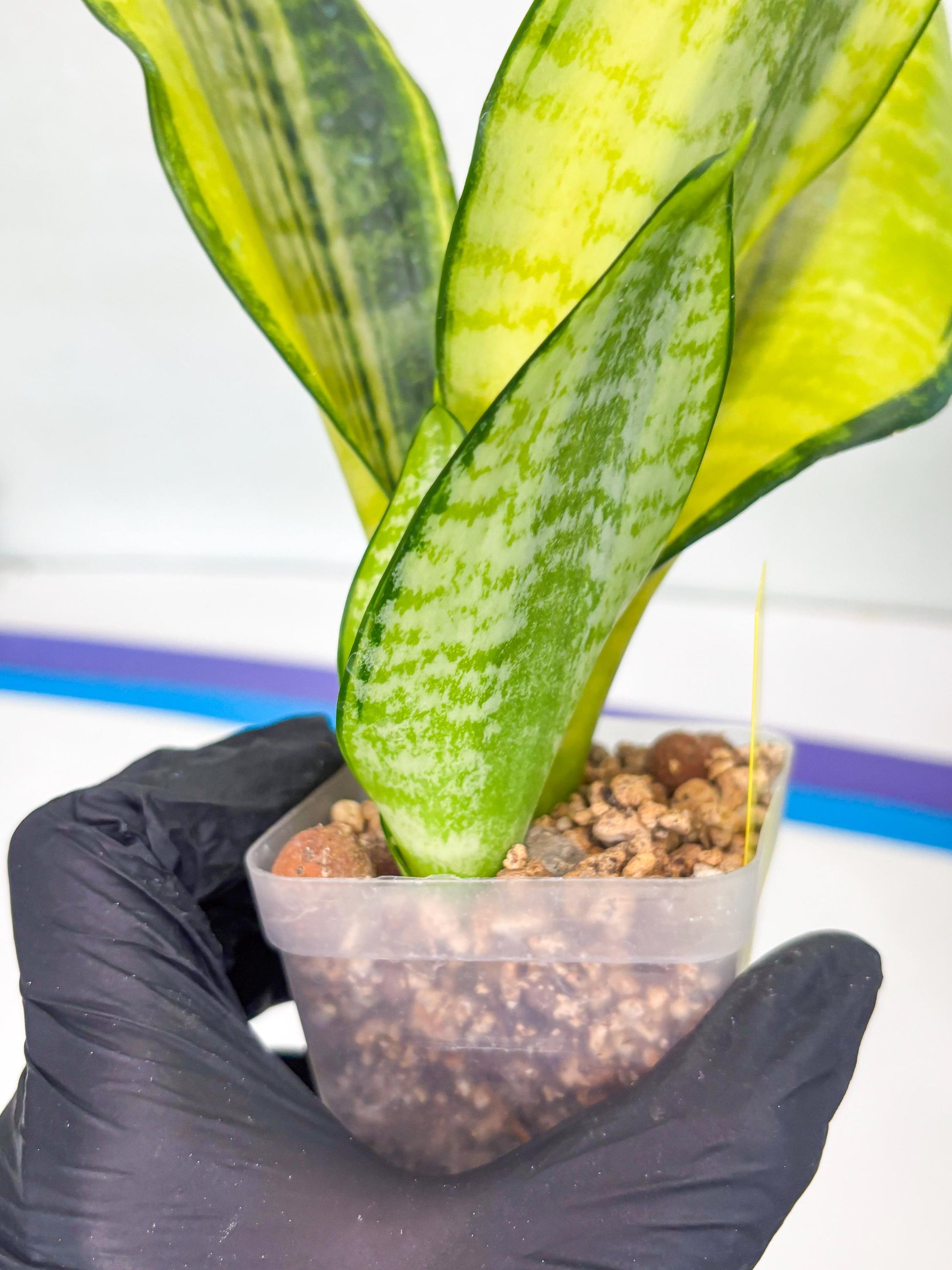 Sansevieria Futra Americano (Y) | Imported