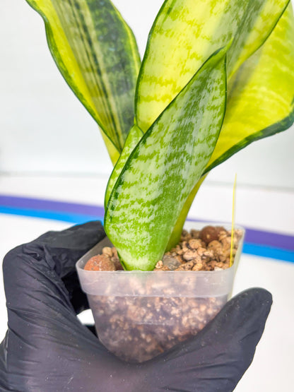 Sansevieria Futra Americano (Y) | Imported