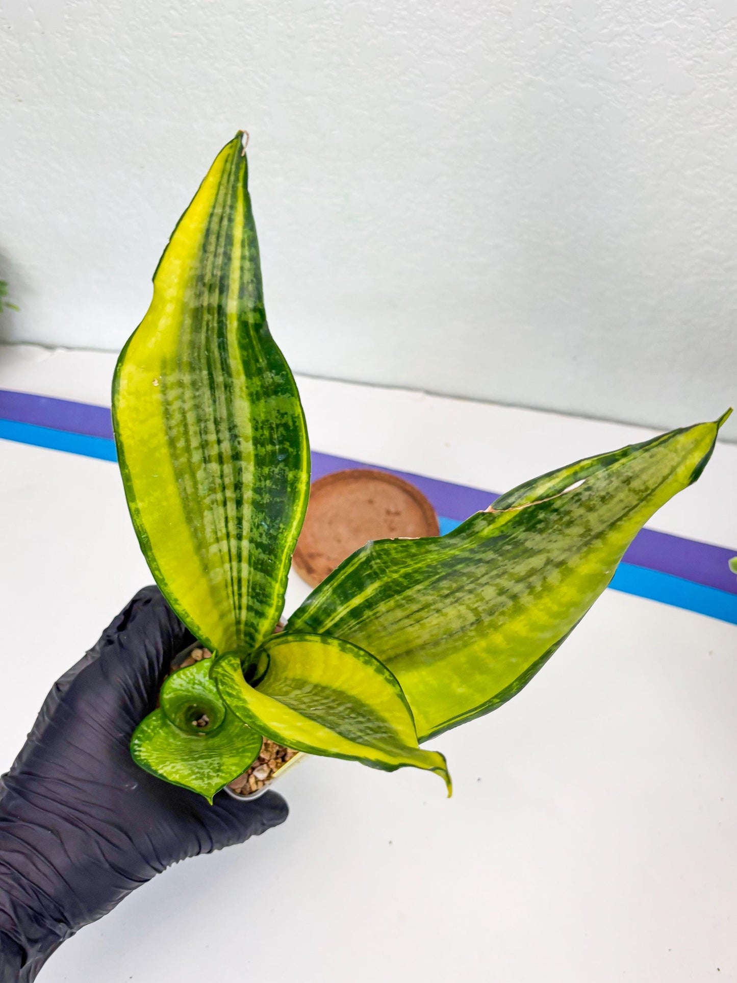 Sansevieria Futra Americano (Y) | Imported