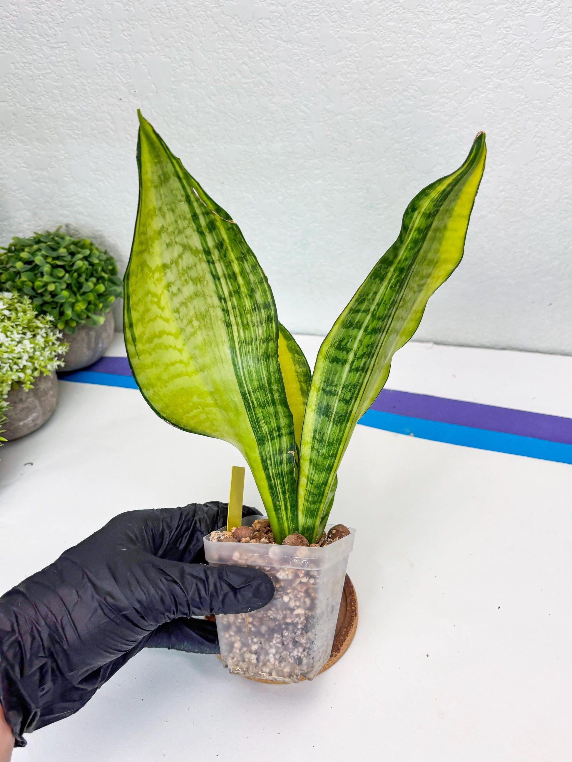 Sansevieria Futra Americano (Y) | Imported