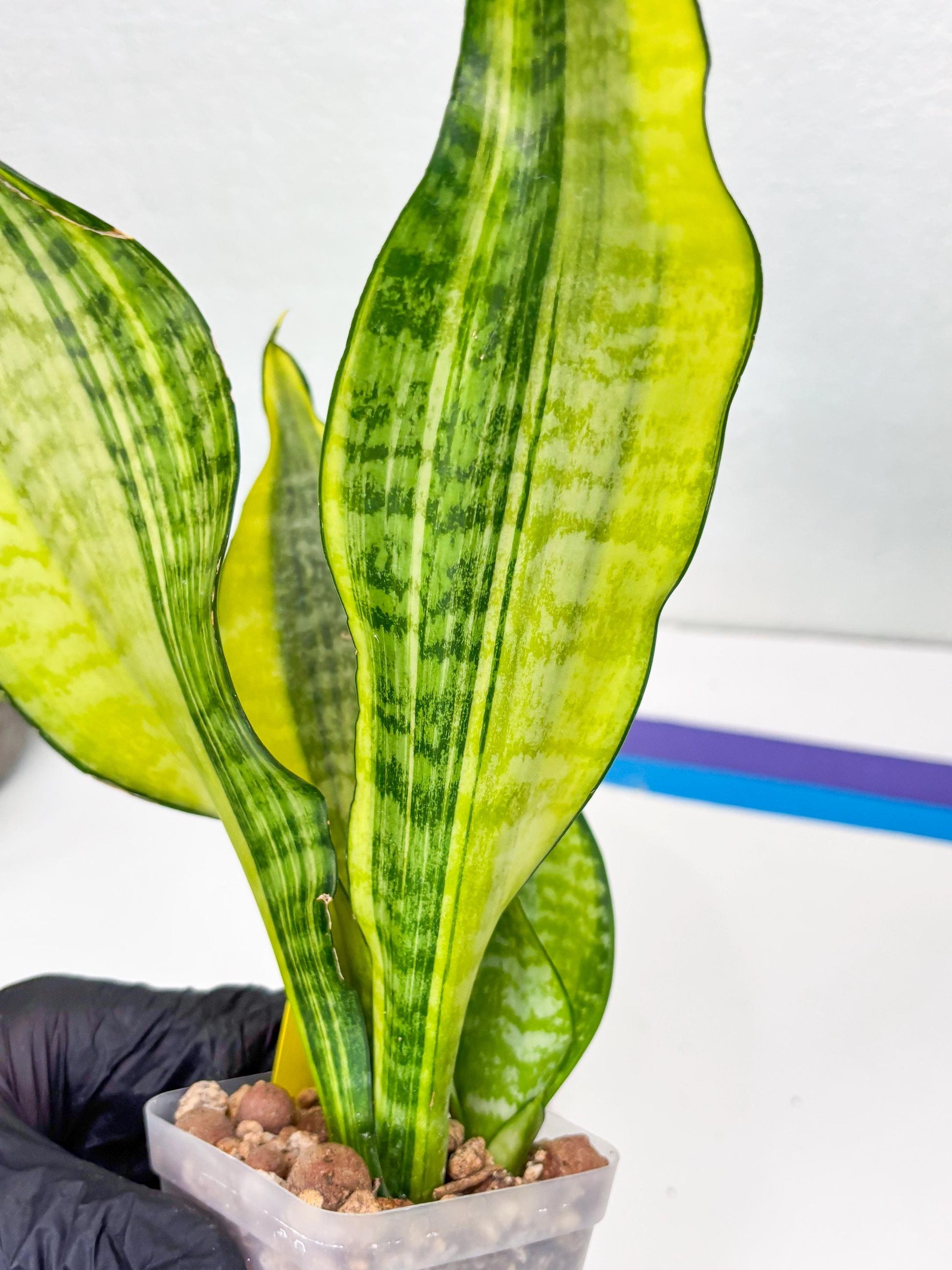 Sansevieria Futra Americano (Y) | Imported