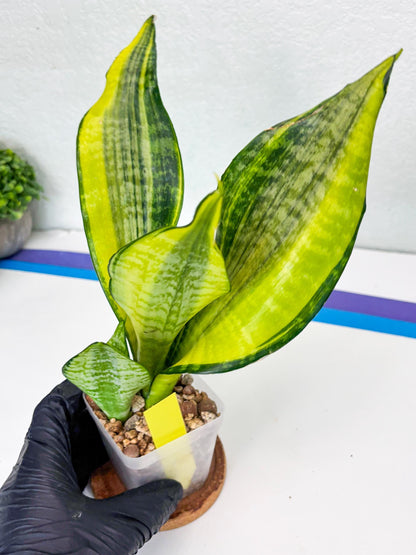 Sansevieria Futra Americano (Y) | Imported