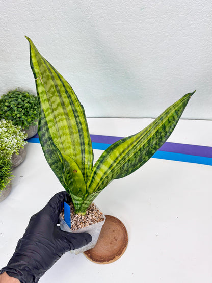 Sansevieria Futra Americano (B) | Imported