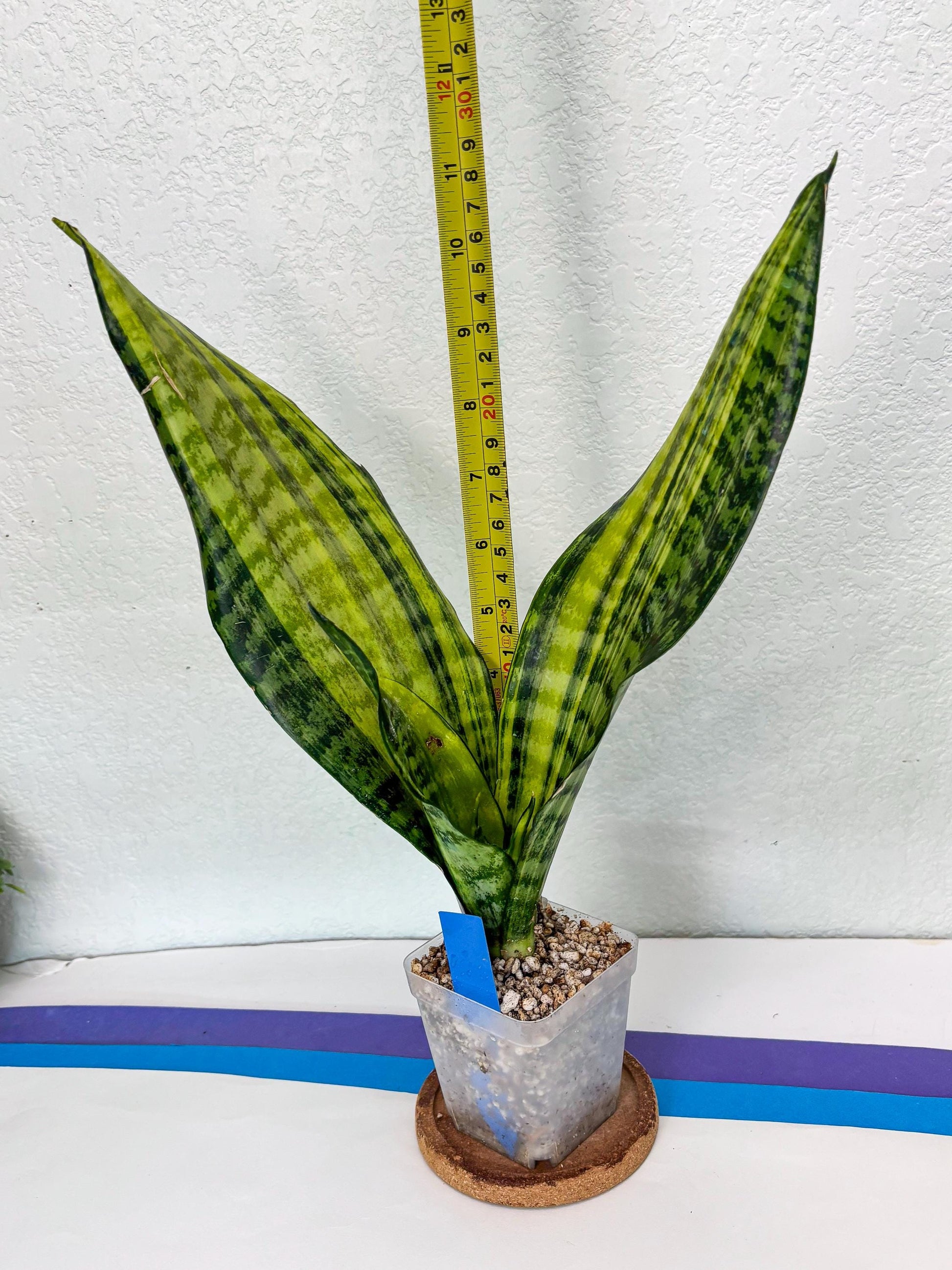 Sansevieria Futra Americano (B) | Imported