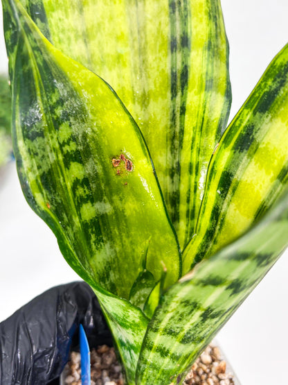 Sansevieria Futra Americano (B) | Imported