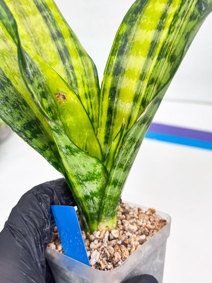 Sansevieria Futra Americano (B) | Imported