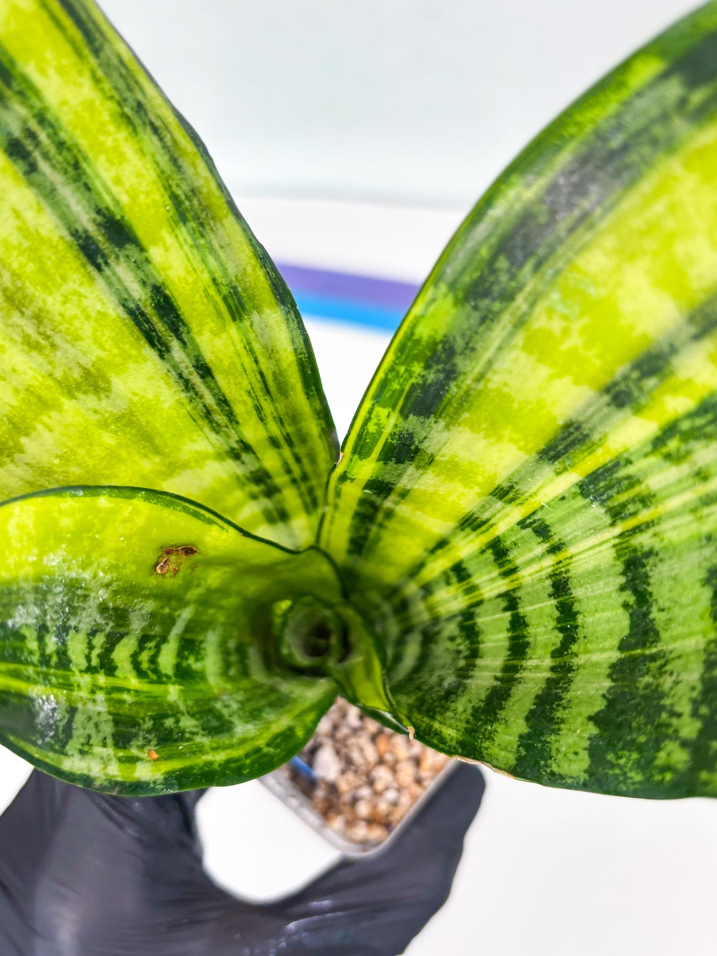 Sansevieria Futra Americano (B) | Imported