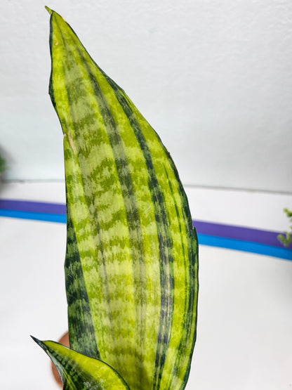Sansevieria Futra Americano (B) | Imported