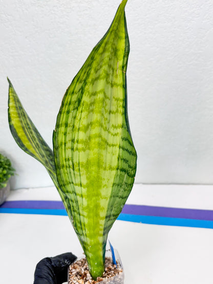 Sansevieria Futra Americano (B) | Imported