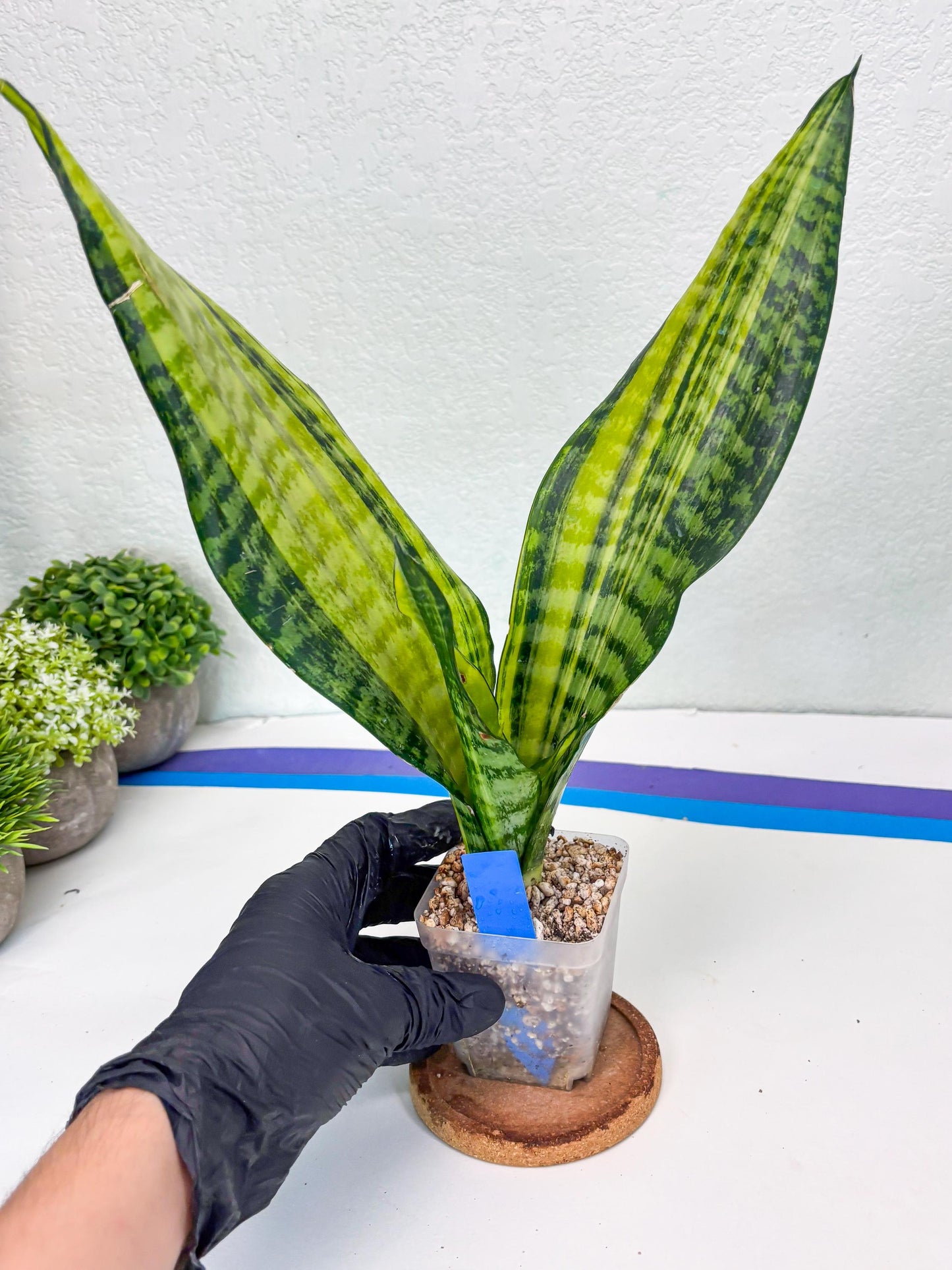 Sansevieria Futra Americano (B) | Imported