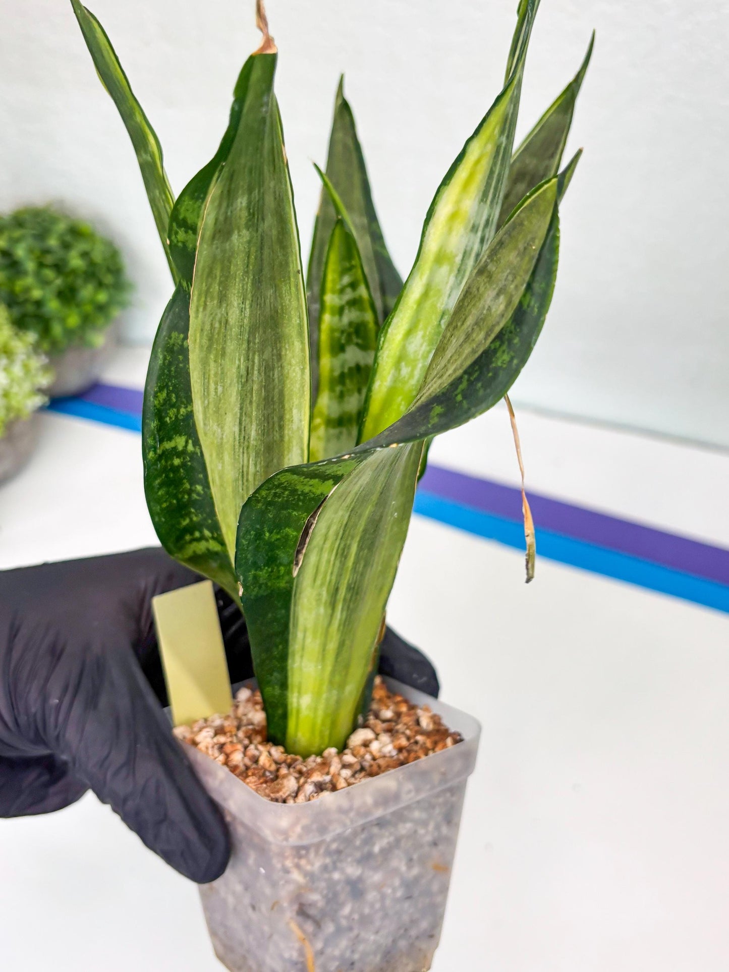 Sansevieria Trifasciata Morgenstern | Discover a One-of-a-Kind Plant!