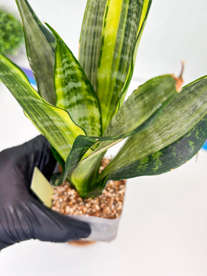 Sansevieria Trifasciata Morgenstern | Discover a One-of-a-Kind Plant!