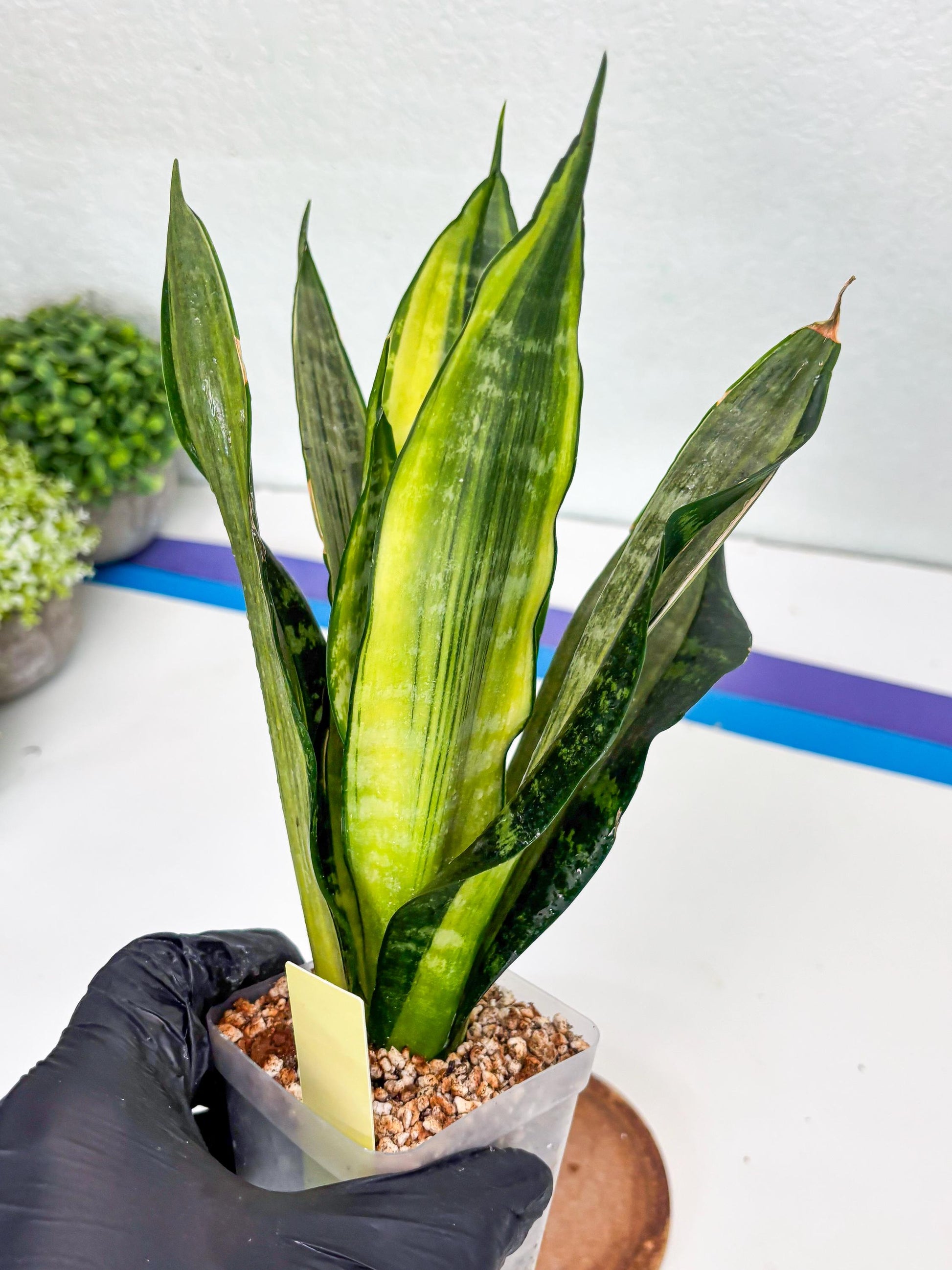Sansevieria Trifasciata Morgenstern | Discover a One-of-a-Kind Plant!