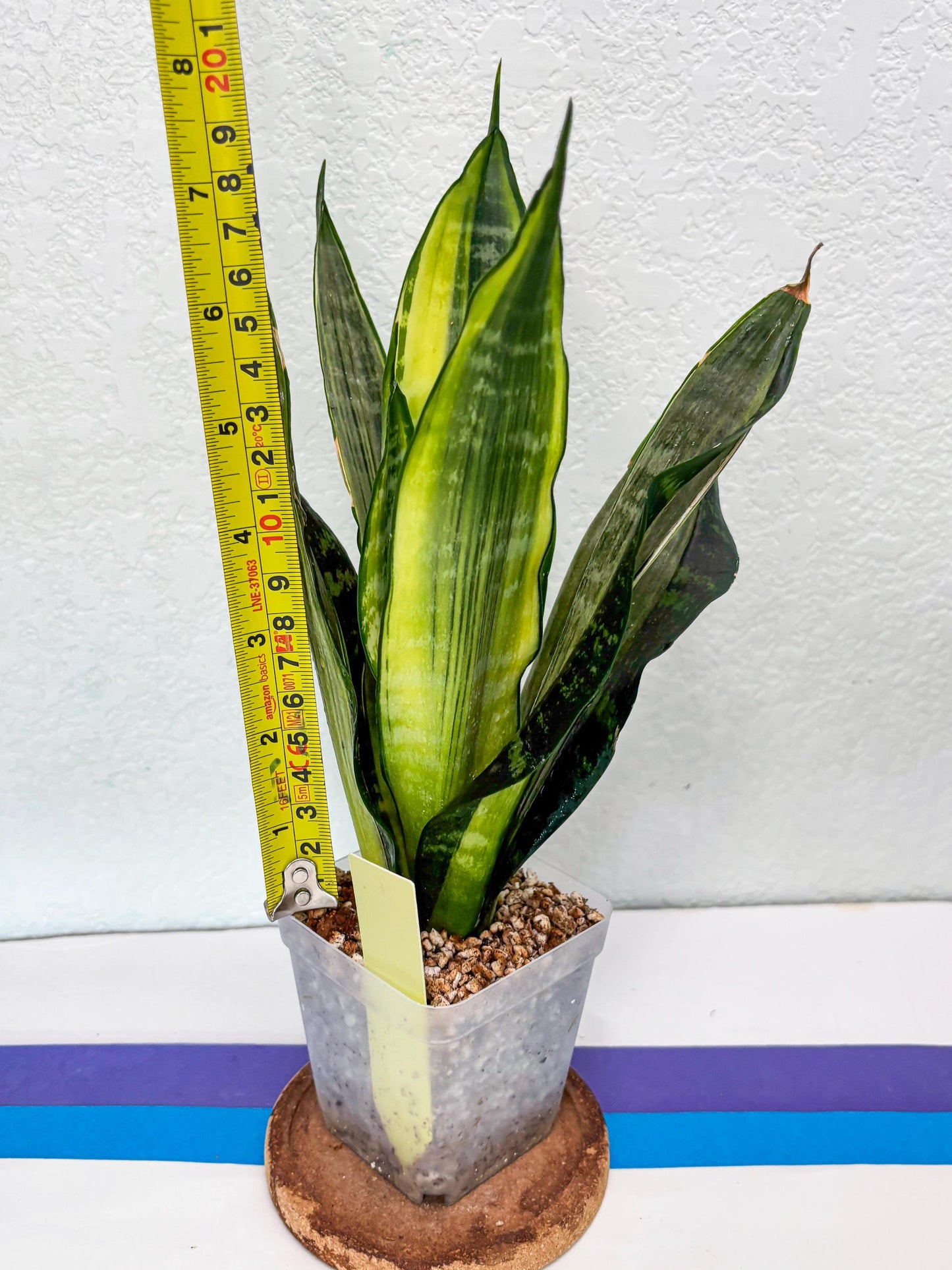 Sansevieria Trifasciata Morgenstern | Discover a One-of-a-Kind Plant!