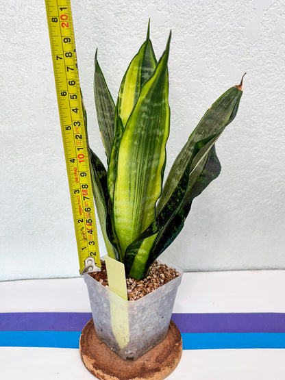 Sansevieria Trifasciata Morgenstern | Discover a One-of-a-Kind Plant!