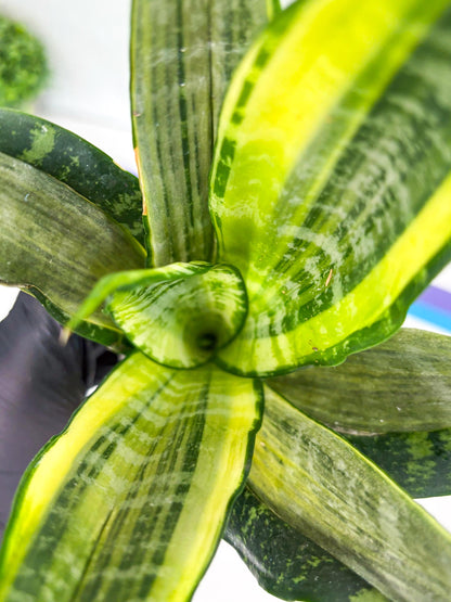 Sansevieria Trifasciata Morgenstern | Discover a One-of-a-Kind Plant!