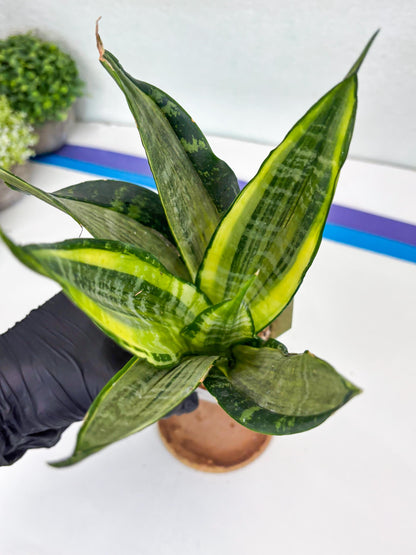 Sansevieria Trifasciata Morgenstern | Discover a One-of-a-Kind Plant!