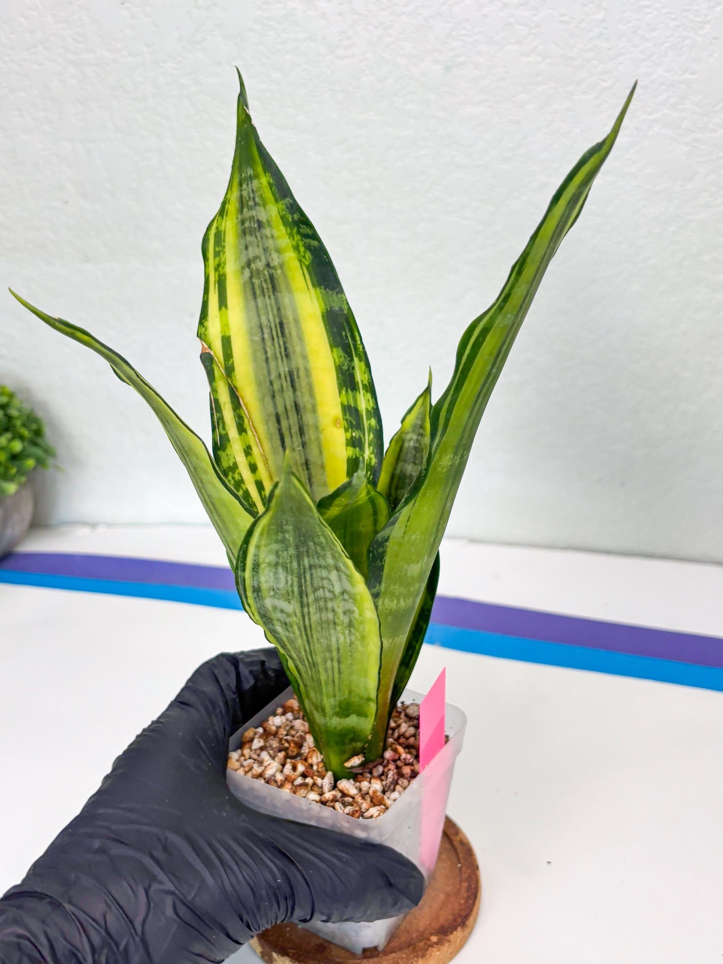 Sansevieria Trifasciata Morgenstern (P) | Imported Snake Plant