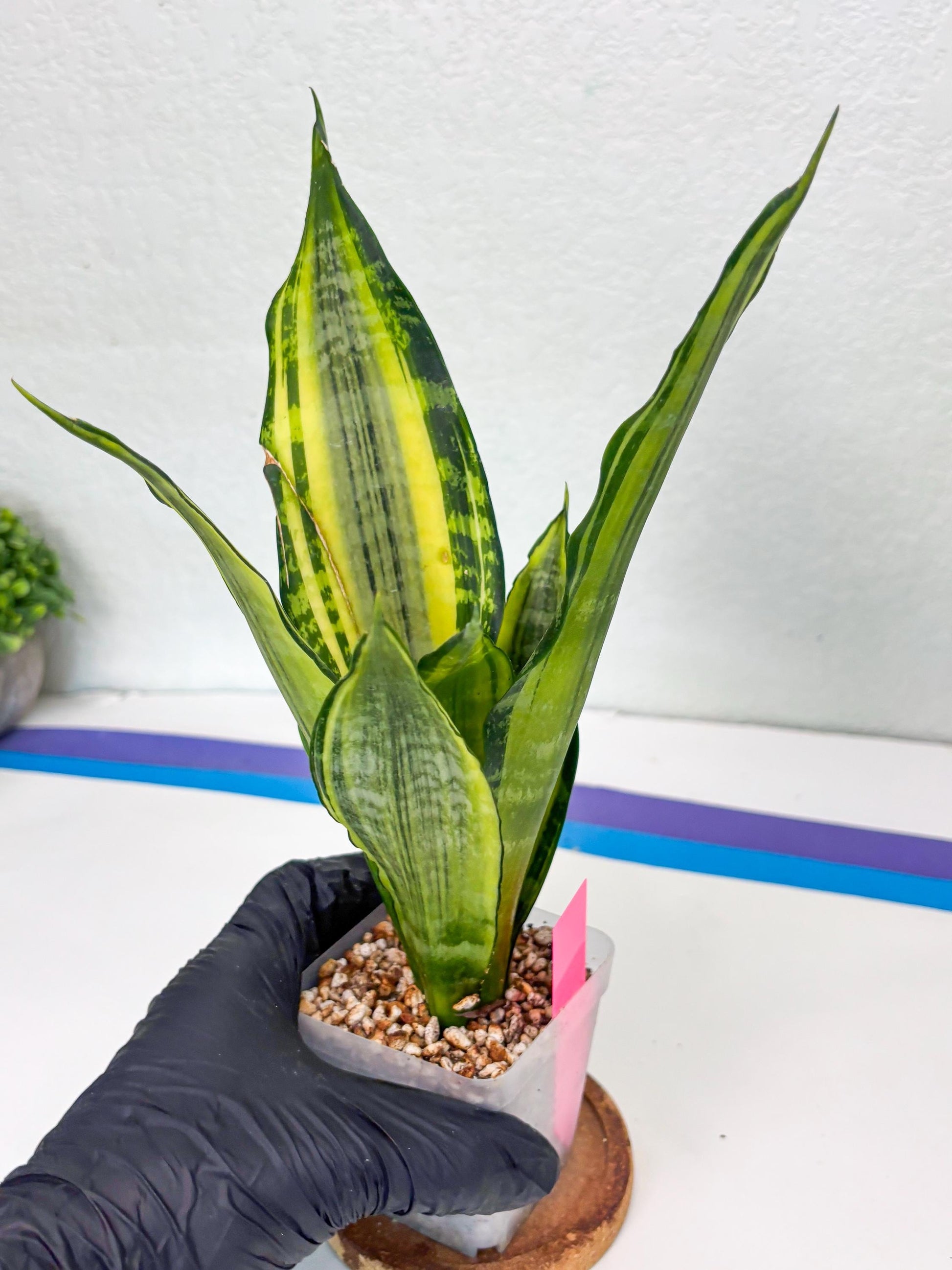Sansevieria Trifasciata Morgenstern (P) | Imported Snake Plant