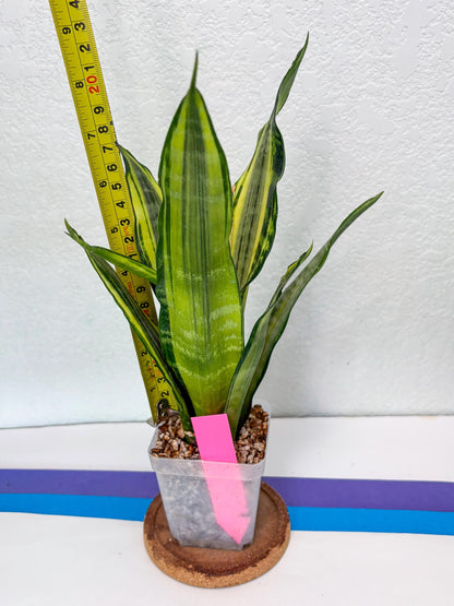 Sansevieria Trifasciata Morgenstern (P) | Imported Snake Plant