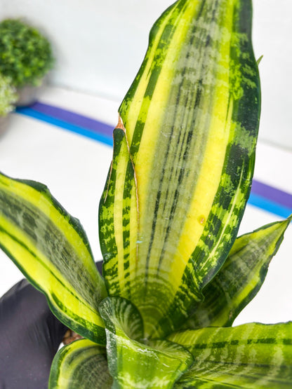 Sansevieria Trifasciata Morgenstern (P) | Imported Snake Plant