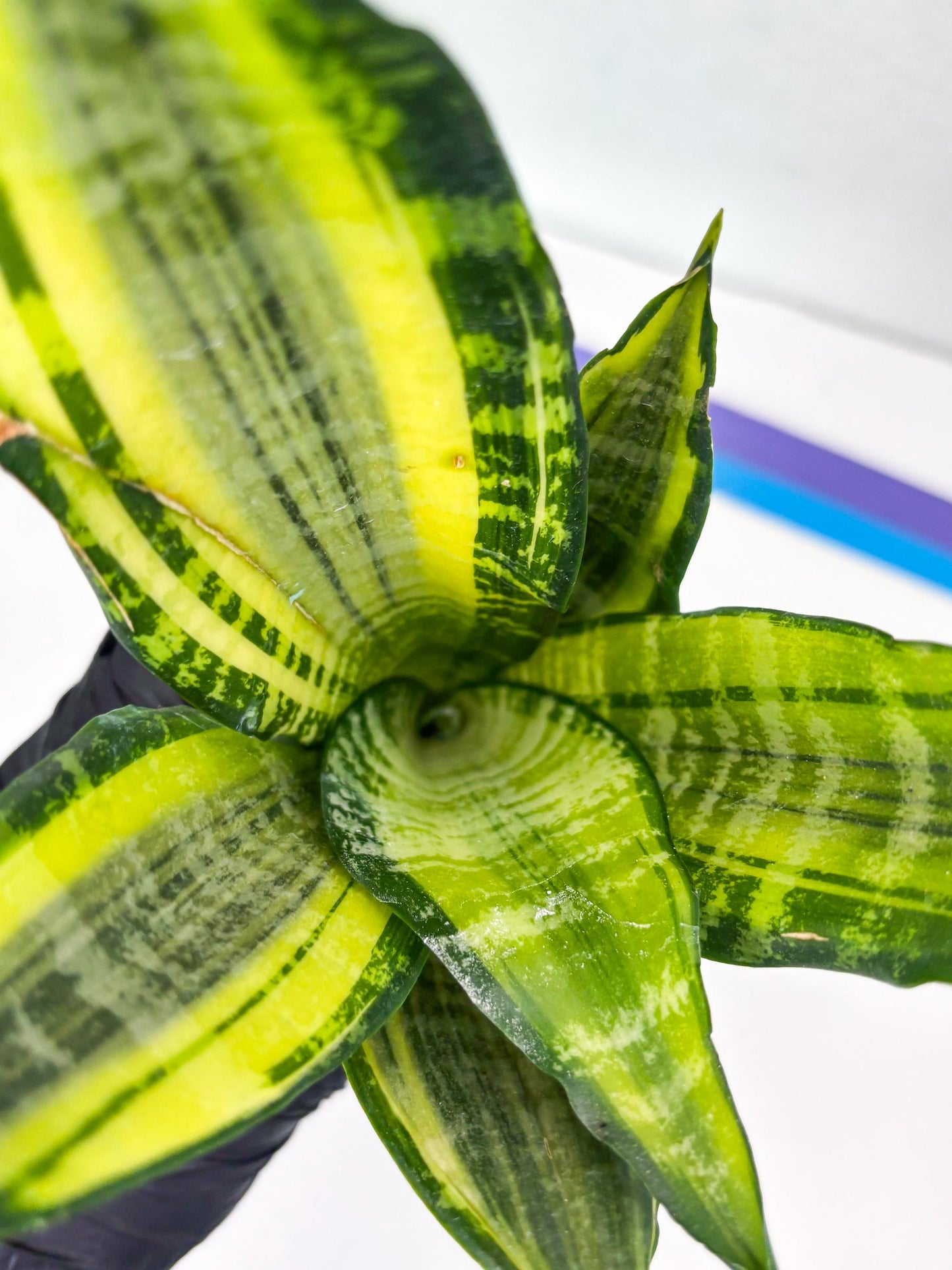 Sansevieria Trifasciata Morgenstern (P) | Imported Snake Plant