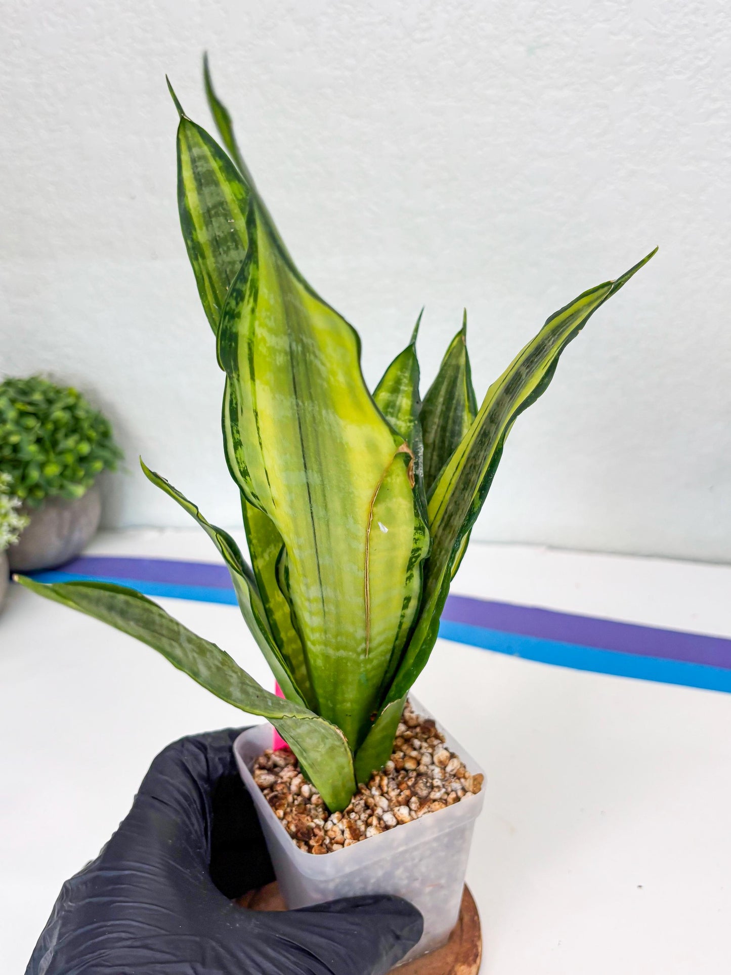 Sansevieria Trifasciata Morgenstern (P) | Imported Snake Plant