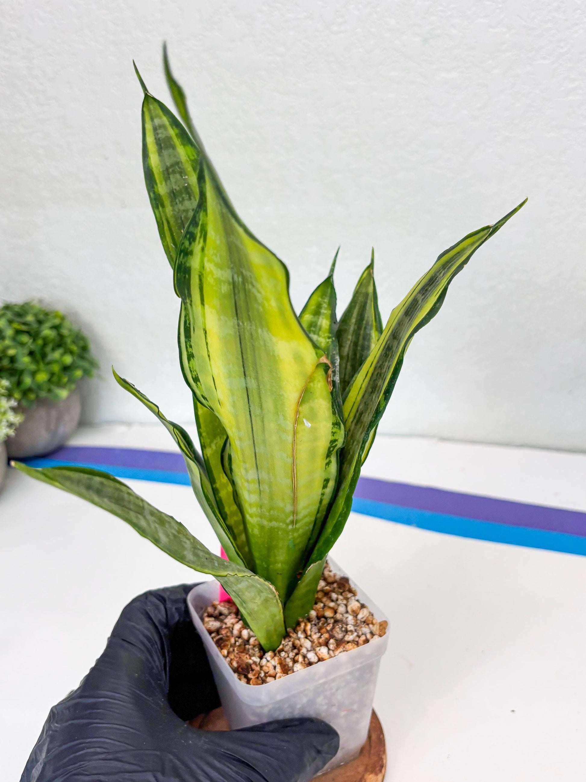 Sansevieria Trifasciata Morgenstern (P) | Imported Snake Plant