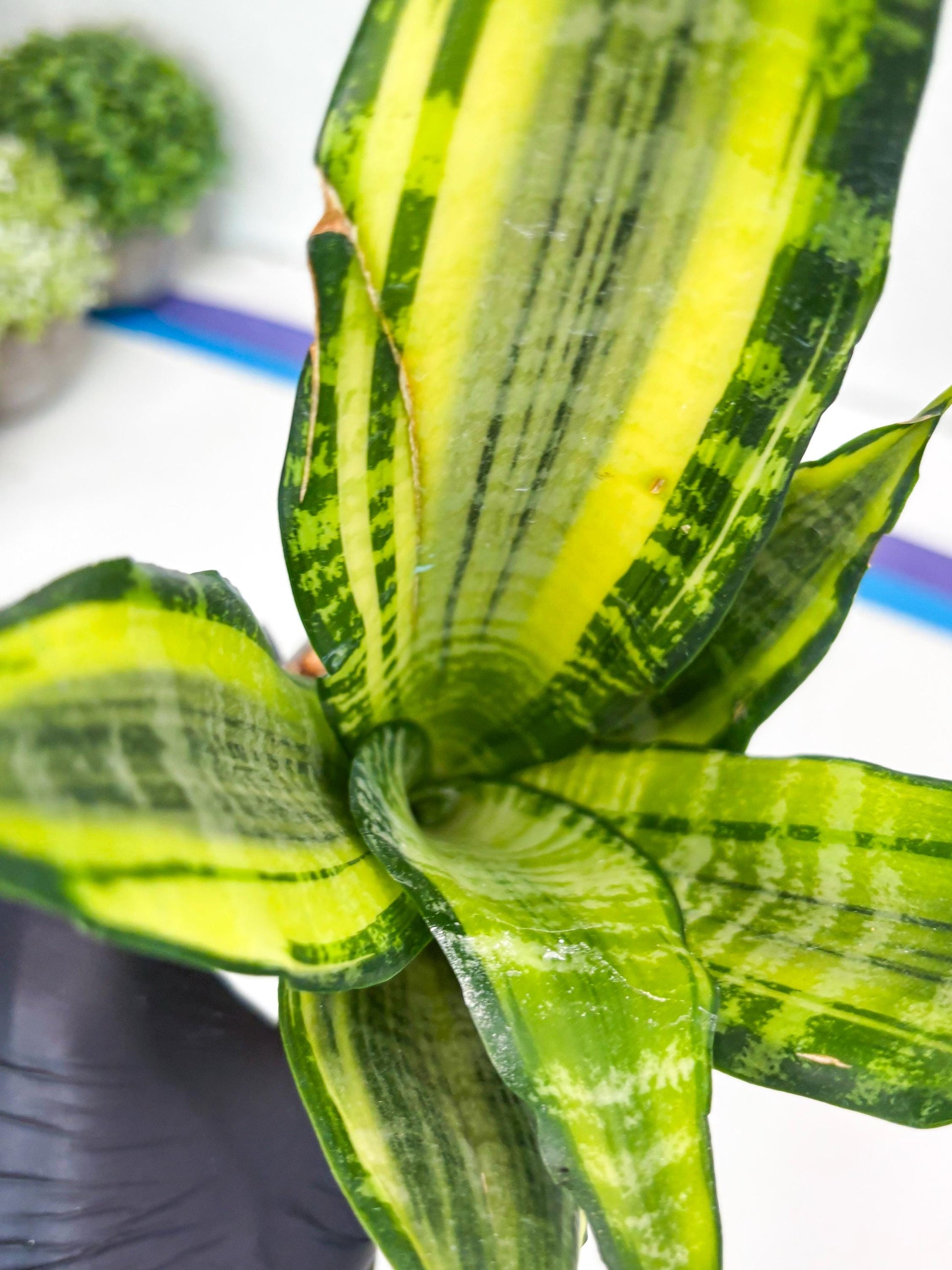 Sansevieria Trifasciata Morgenstern (P) | Imported Snake Plant