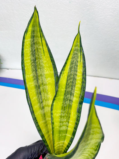 Sansevieria Trifasciata Fulsar | This rare import won’t be here for long