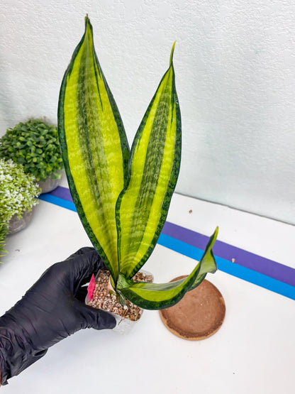 Sansevieria Trifasciata Fulsar | This rare import won’t be here for long