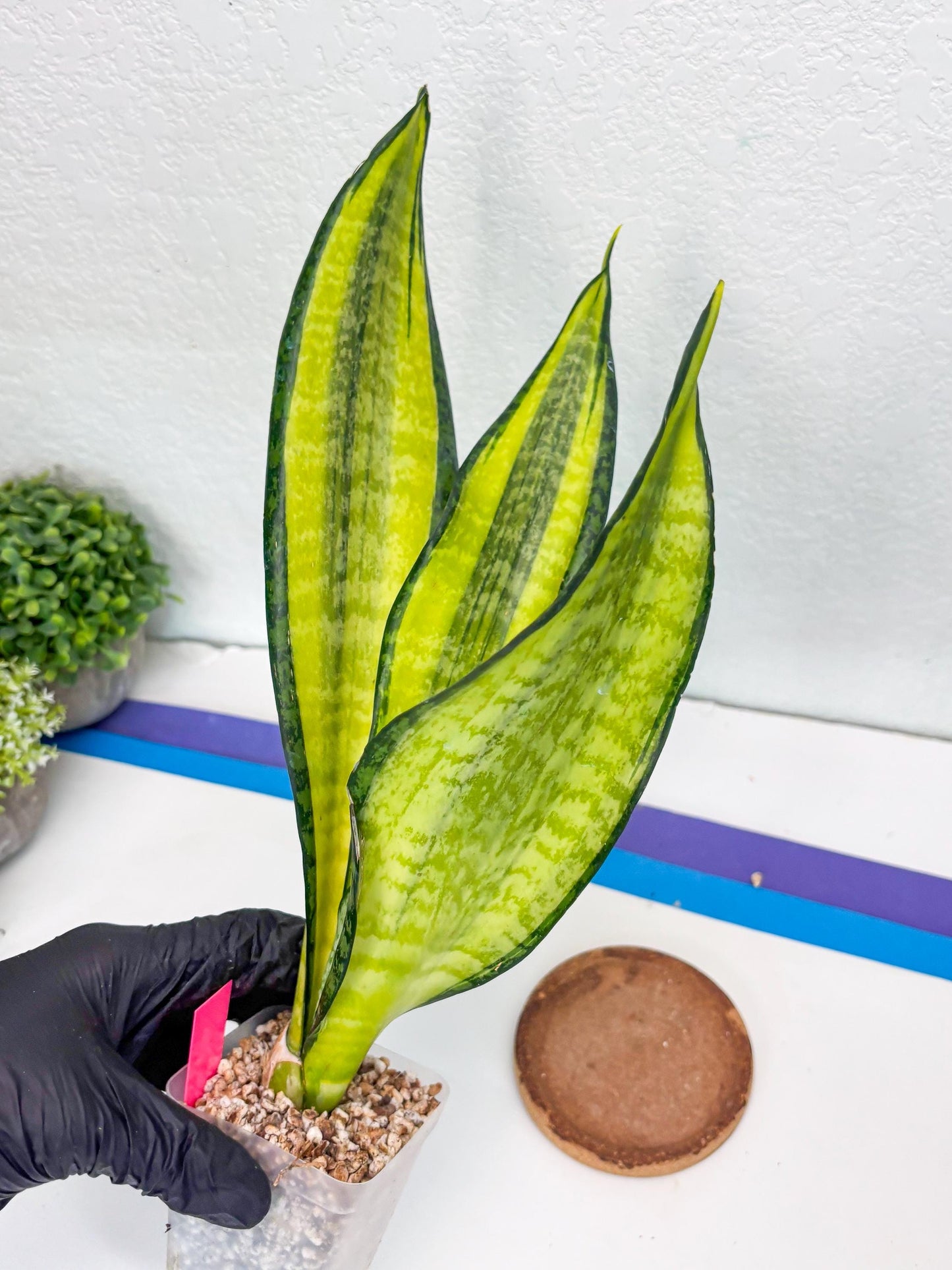 Sansevieria Trifasciata Fulsar | This rare import won’t be here for long